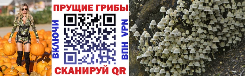 Псилоцибиновые грибы прущие грибы  Весьегонск 